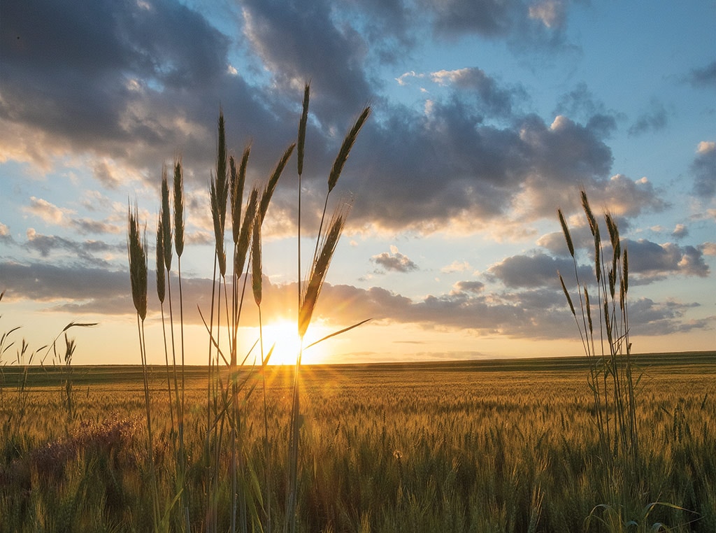 sunset with wheat plant