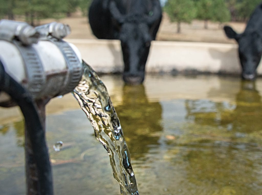 water trough with cattle drinking