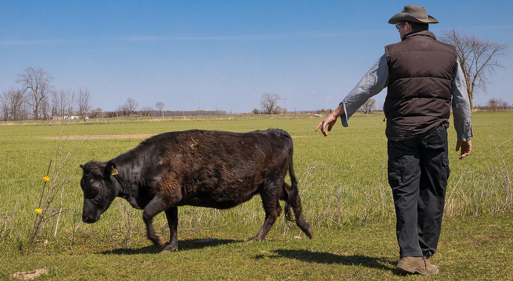 Man directing Cow in field