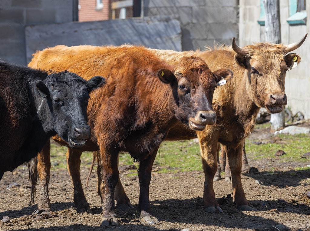 small cows