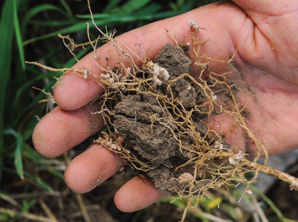 plant roots in a hand