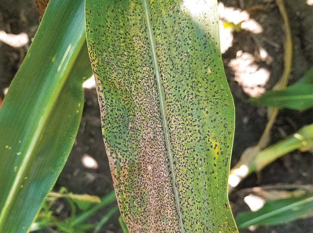 tar spot disease on corn plant leaf