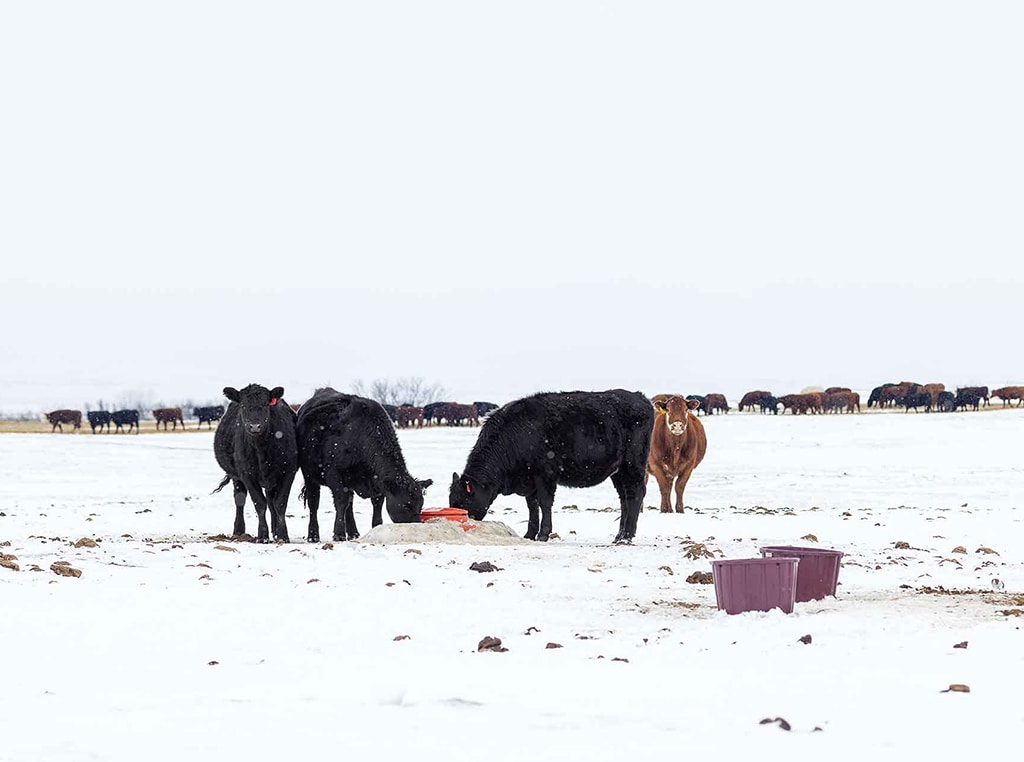 Bovins en train de boire à un abreuvoir dans la neige