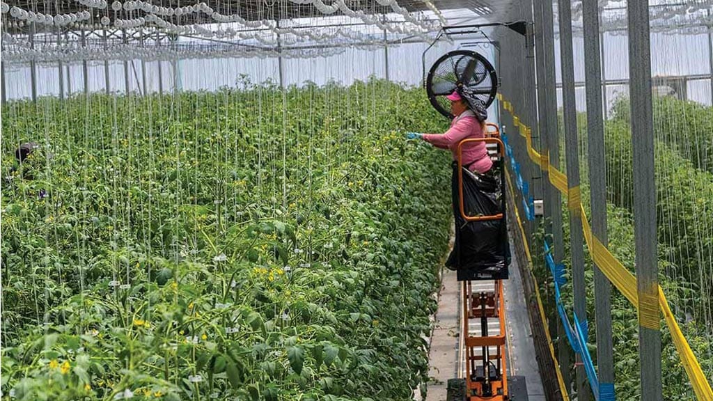 Travailleur sur une plateforme élévatrice en train de tuteurer des plants de tomates en grappe