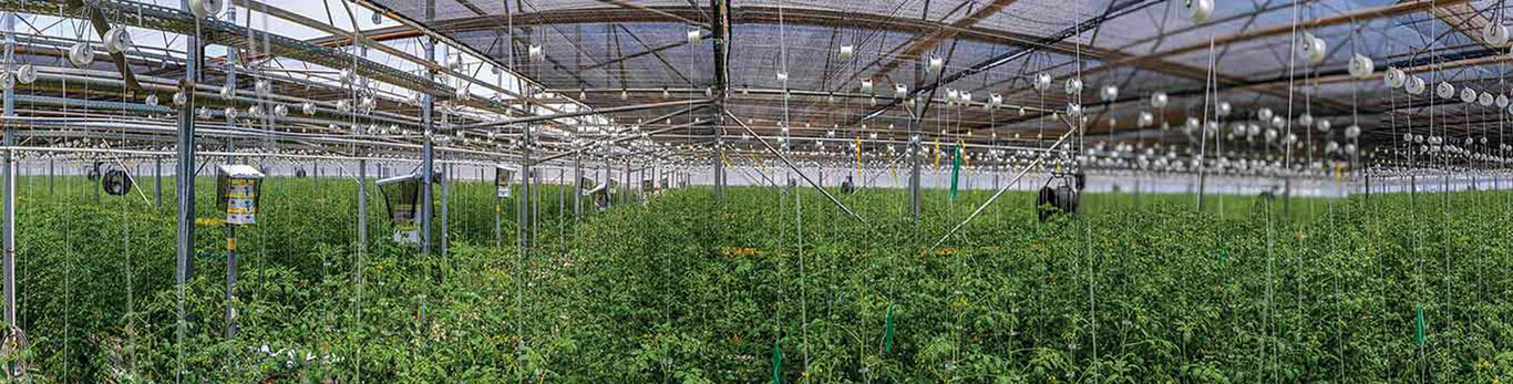 full grown plants in growing warehouse