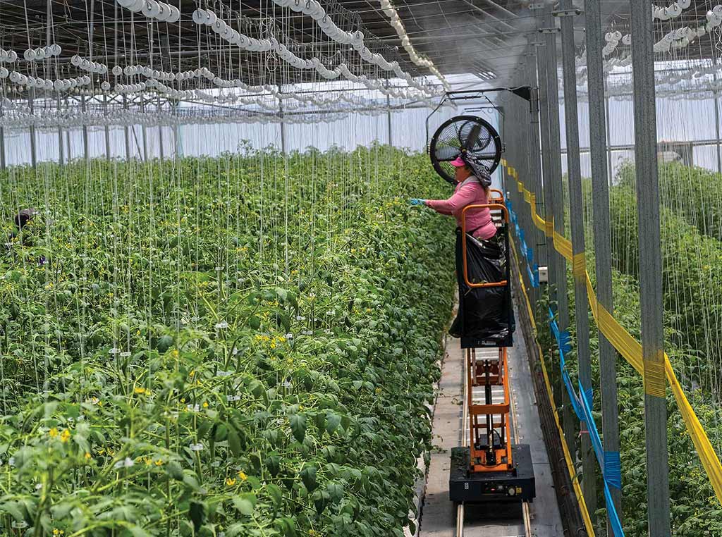 Travailleur sur une plateforme élévatrice en train de tuteurer des plants de tomates en grappe
