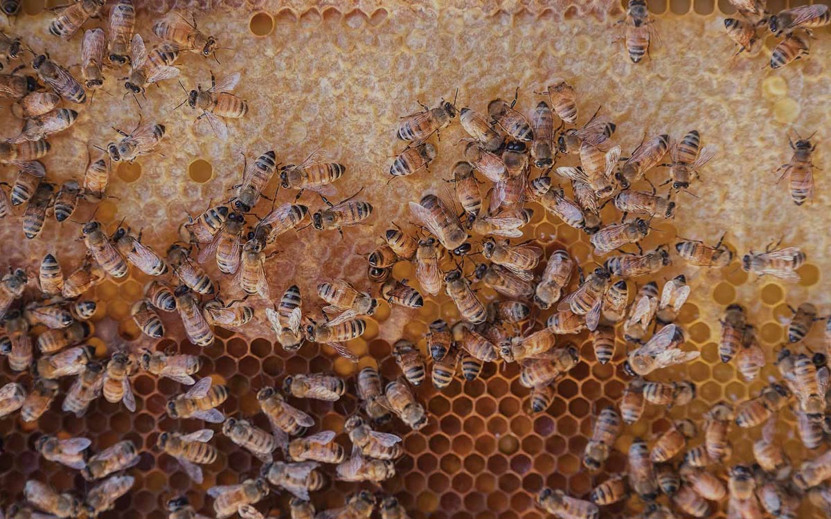 background image of bees on honeycomb