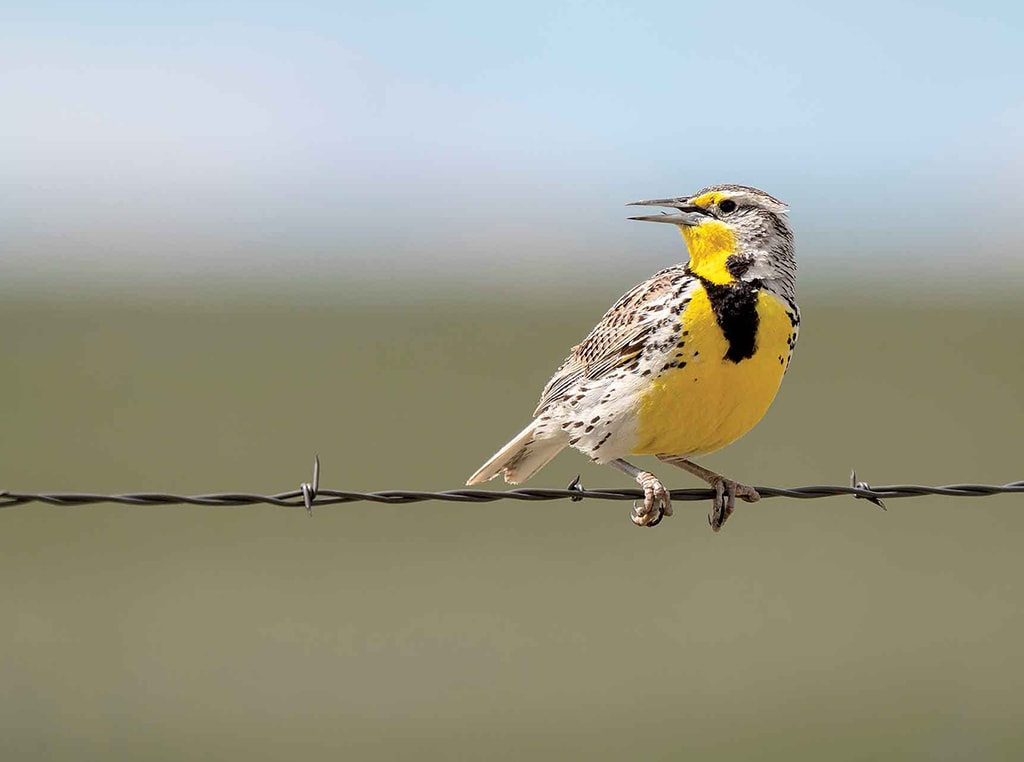 Oiseau jaune sur un fil