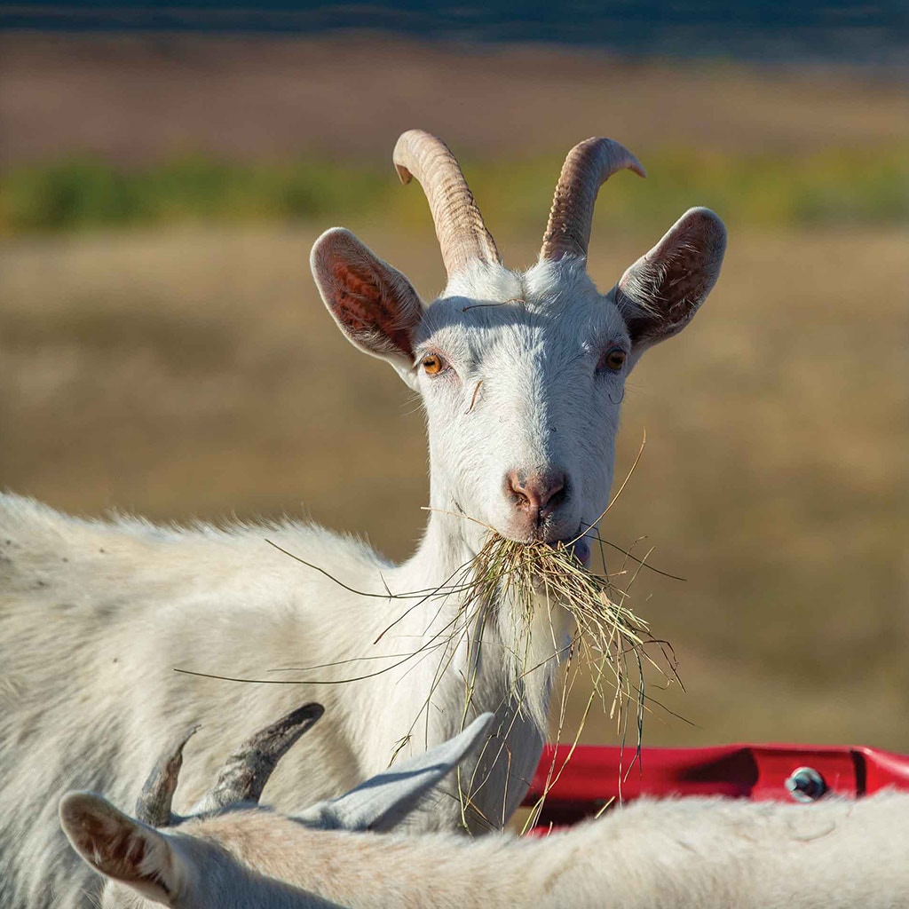 goat eating hay