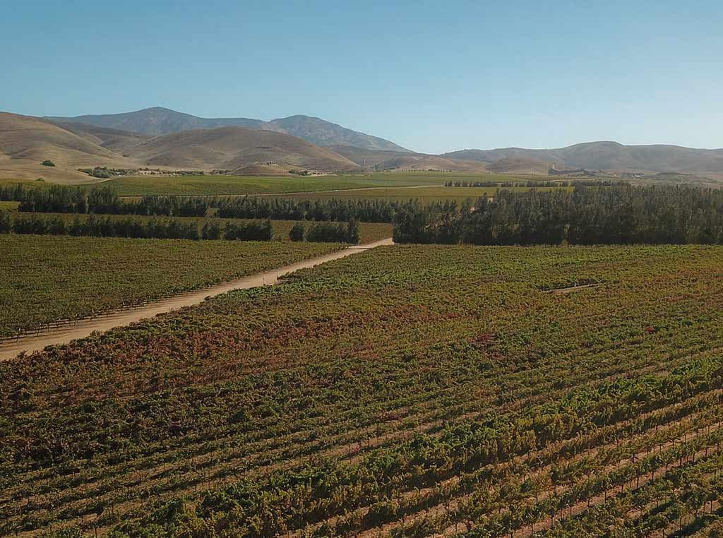 aerial view of vineyard