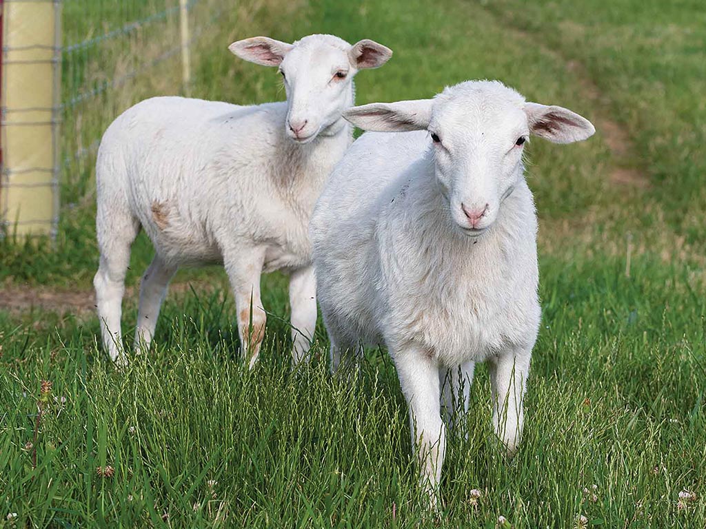 Deux moutons blancs