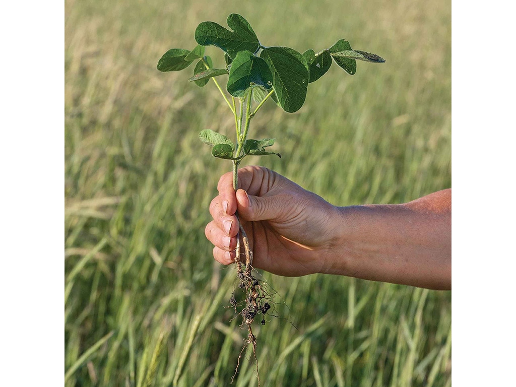 Main qui tient un plant de soya avec ses racines