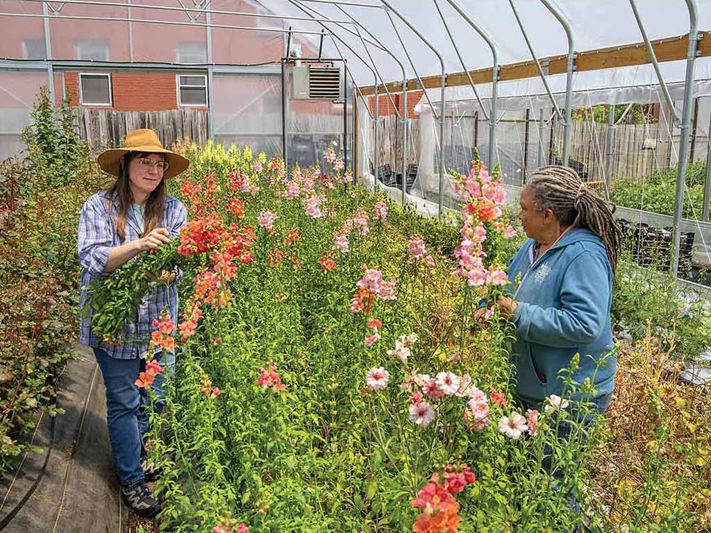 two florists pruning flowers in greenhouse