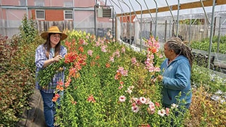 two florists pruning flowers in greenhouse