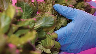 closeup of nitrile-gloved hands holding leafy greens