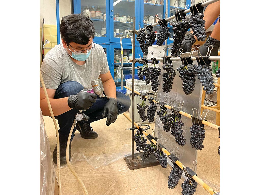 Technicien de laboratoire vaporisant une pellicule sur des raisins