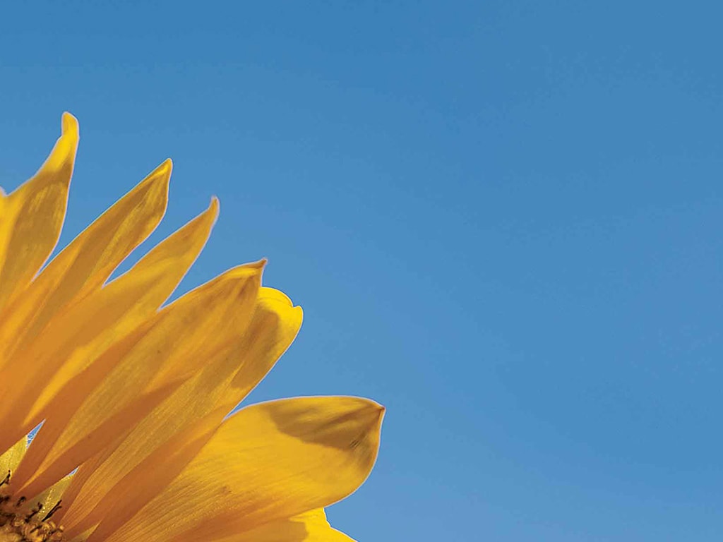 cloudless blue sky with sunflower in bottom left corner