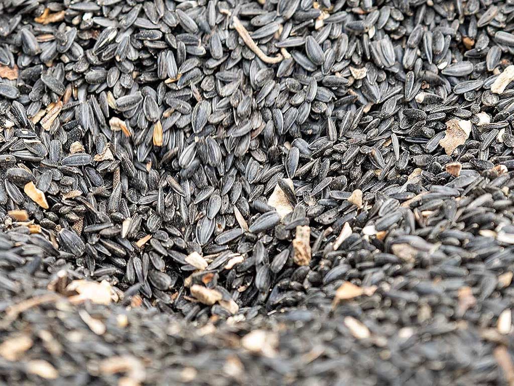 sunflower seeds