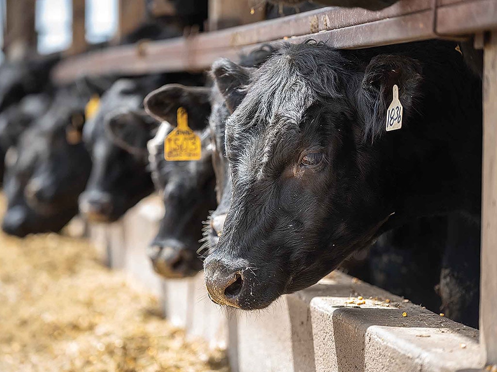 cattle in a barn