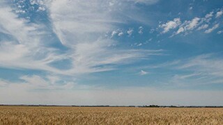 spotty clouds in the sky over a sprawling golden wheat field