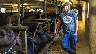 closeup of water buffalo in dairy facility