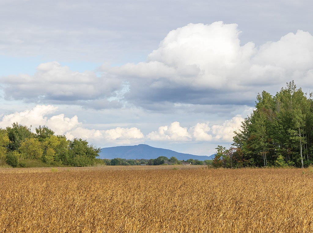 Champ de soya et montagnes au loin