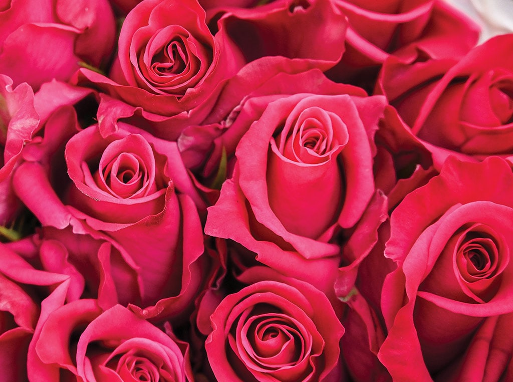 closeup of red roses