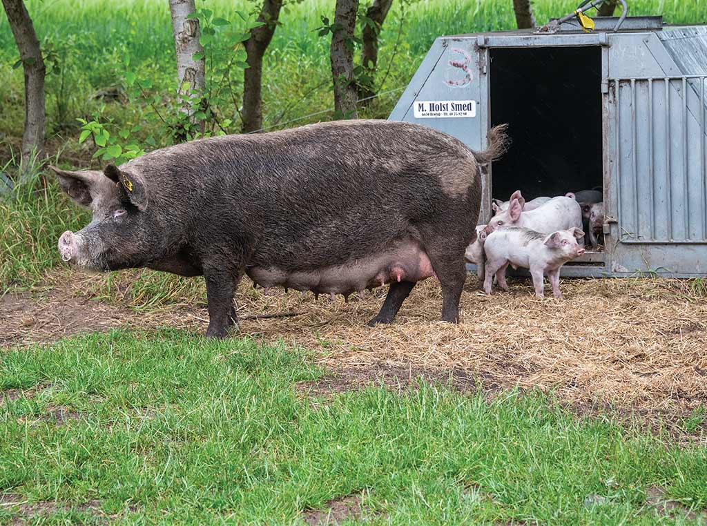 Truie imposante se tenant devant des porcelets dans un abri en acier