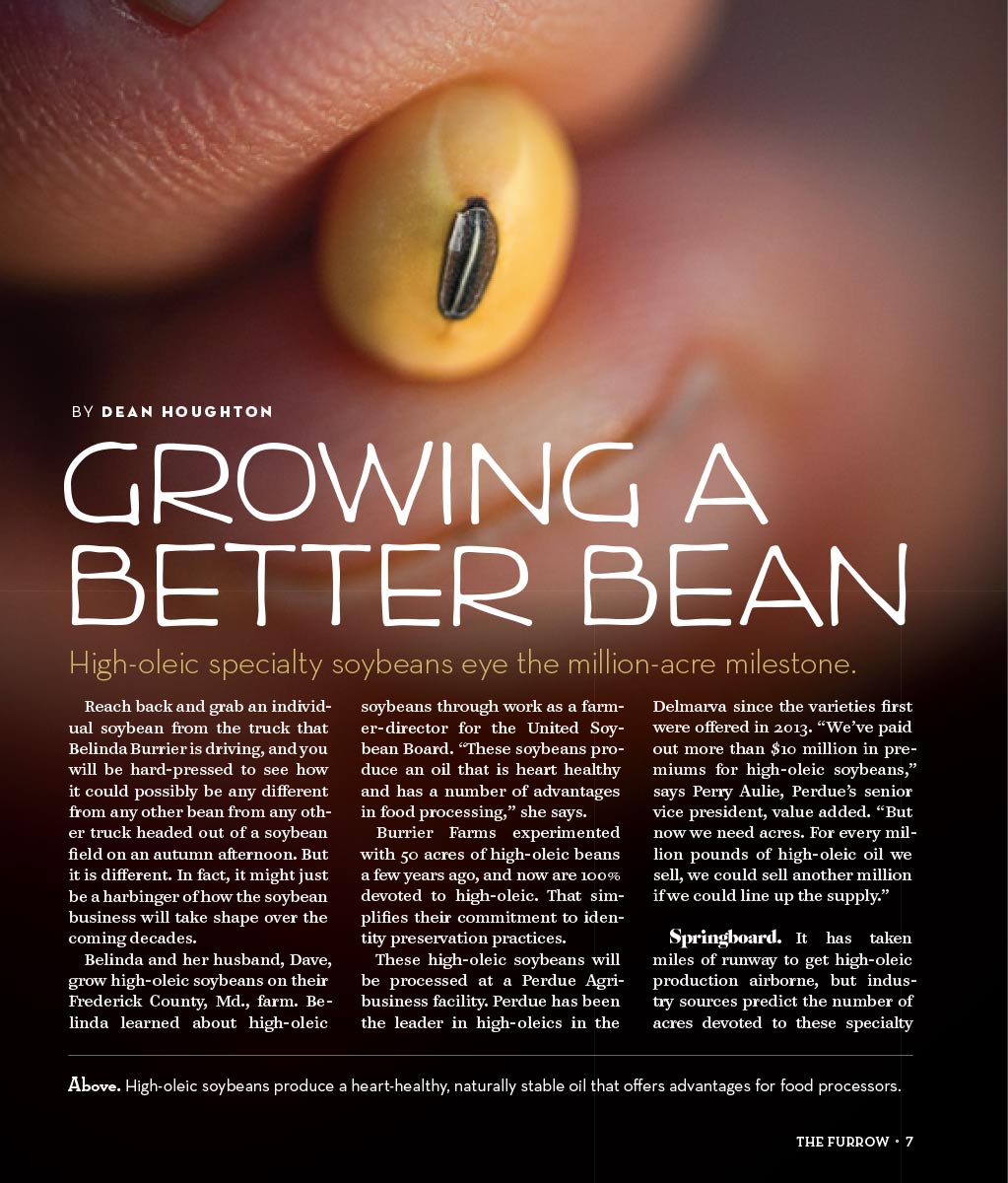 Extrait de l’article « Growing a Better Bean » (Faire pousser une meilleure légumineuse) tiré du magazine Le Sillon