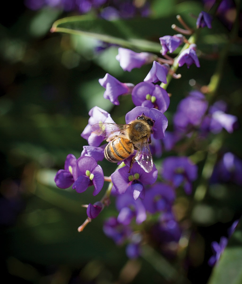 a honeybee on a flower