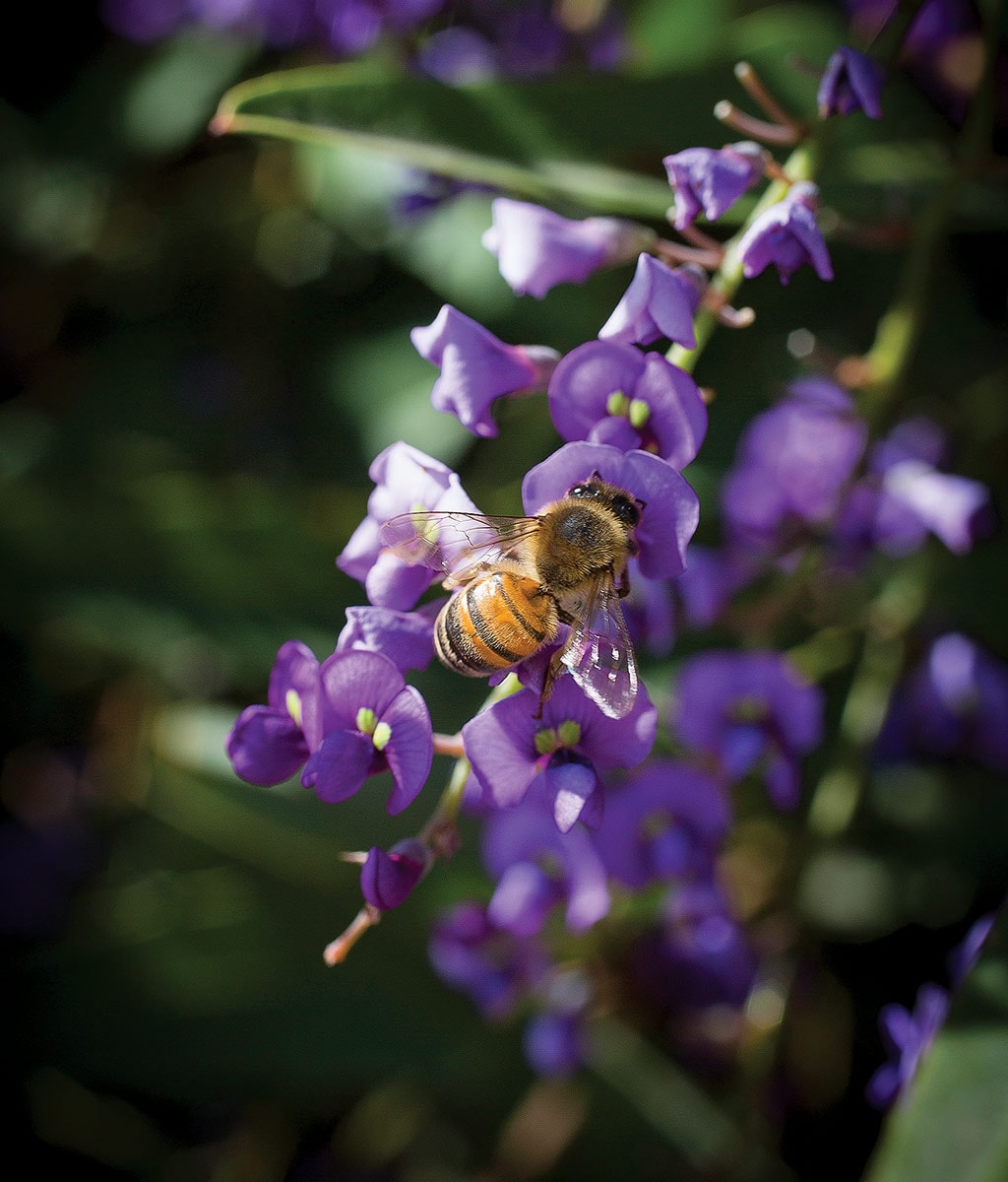 Abeille sur une fleur