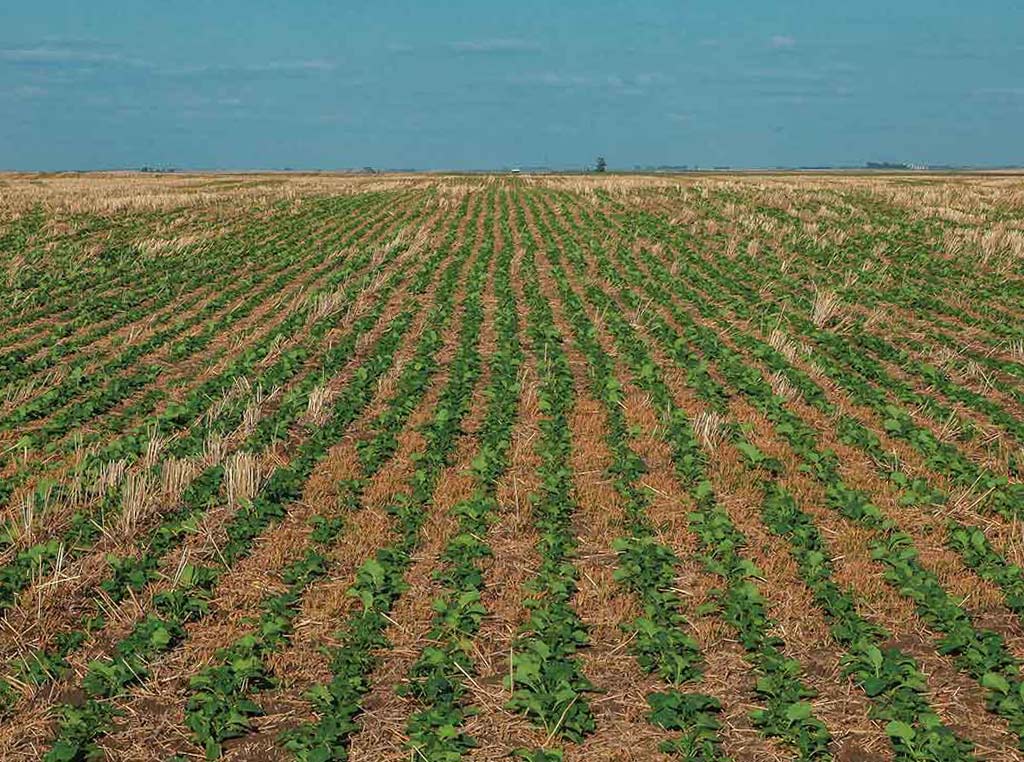 Vue étendue d'un champ agricole doré surplombé par un ciel bleu