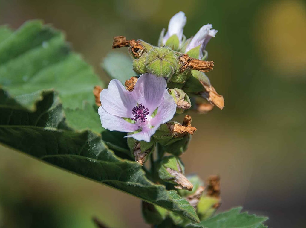 closeup of root of marshmallow plant flower