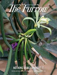 vanilla plant with flowers