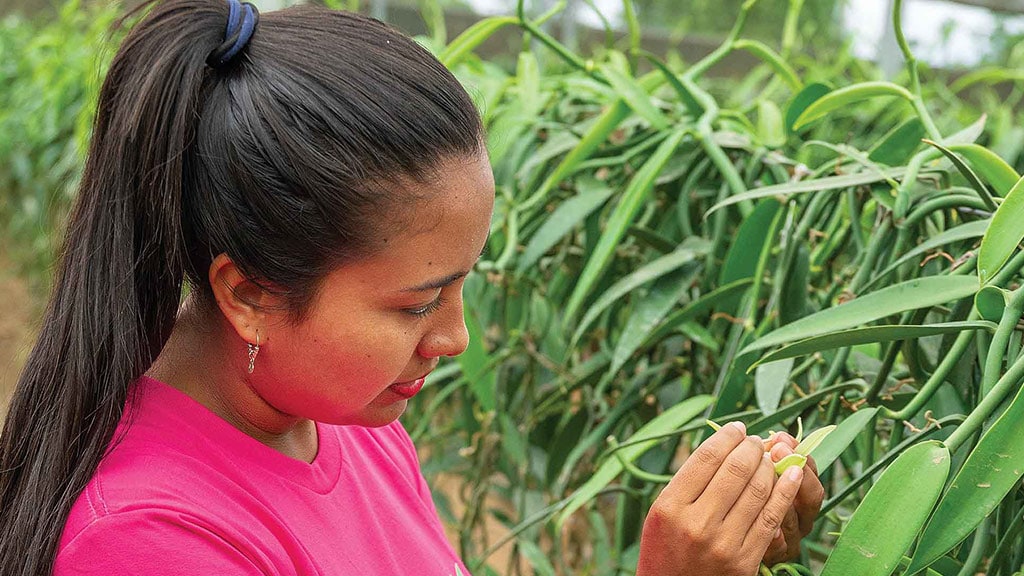 Femme en train de polliniser manuellement une orchidée