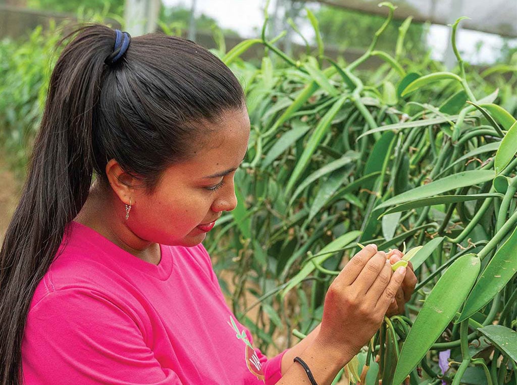 Femme en train de polliniser manuellement une orchidée