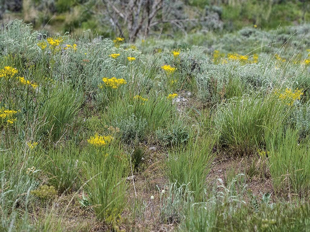 closeup of grass with small yellow flowers