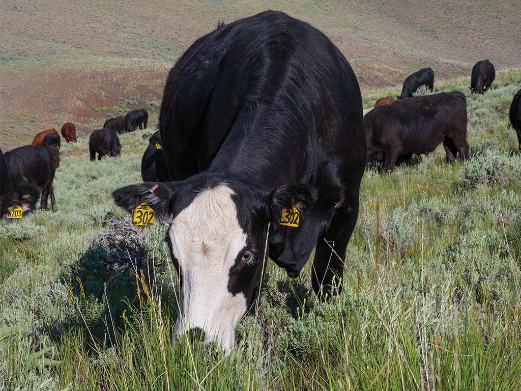 black and white cattle with other cattle in the background