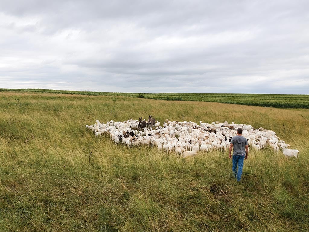 Person standing in a field with a herd of sheep