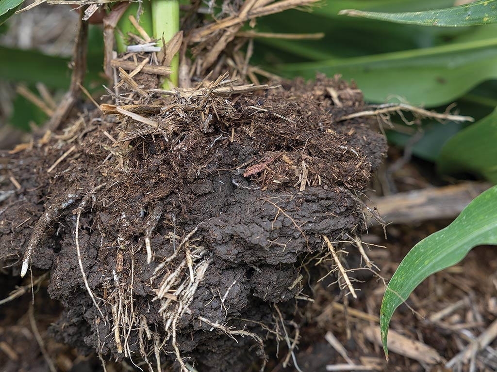 closeup of plant roots in dirt