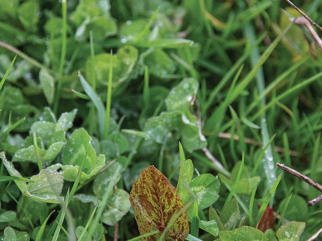 Gros plan sur de l’herbe