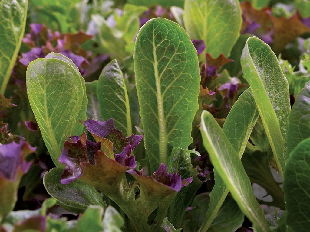 Closeup of leafy greens