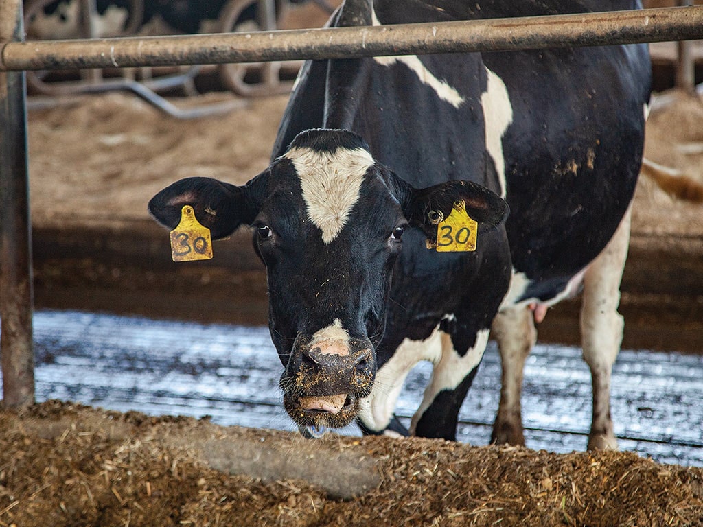 Vache avec des étiquettes jaunes sur les oreilles