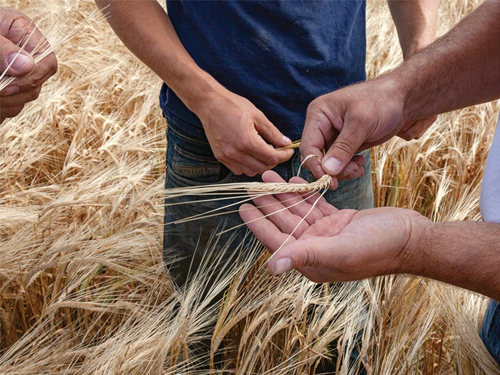 Gros plan sur des mains tenant une tige de blé