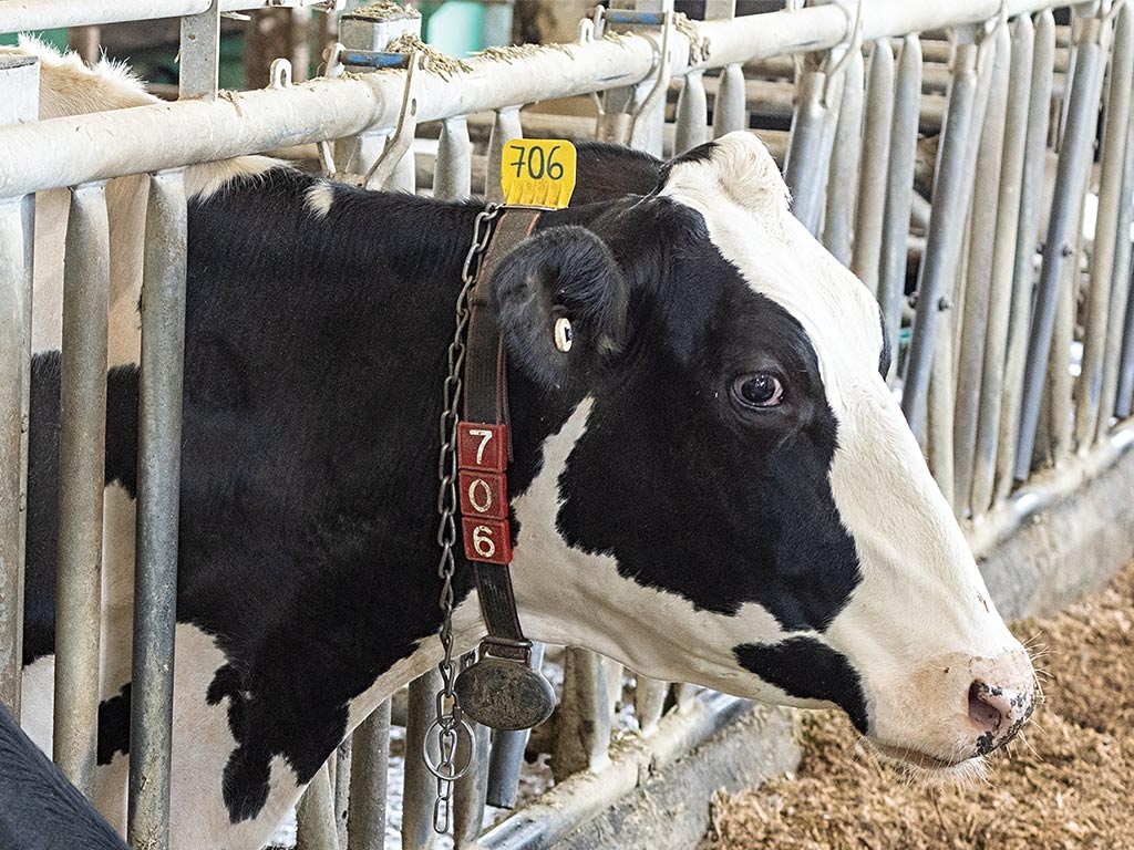 black and white cow with head in feeding trough