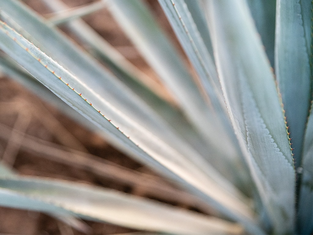 Plant d’agave