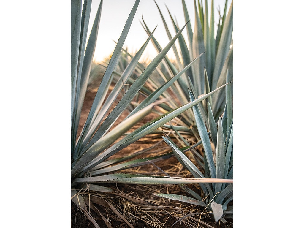 Plant d’agave