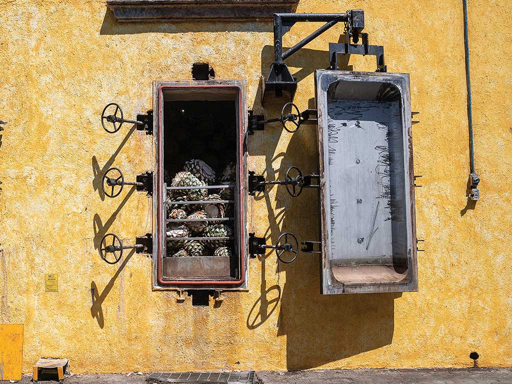 Four à vapeur ouvert rempli de cœurs d’agave sans les feuilles