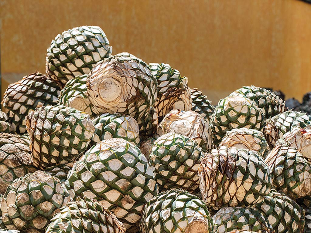 Pile de cœurs d’agave sans les feuilles