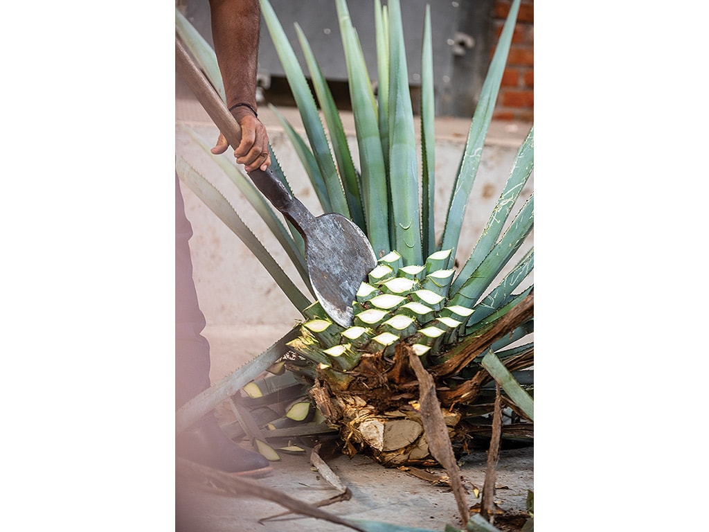 a jimador cutting the leaves off of an agave plant heart